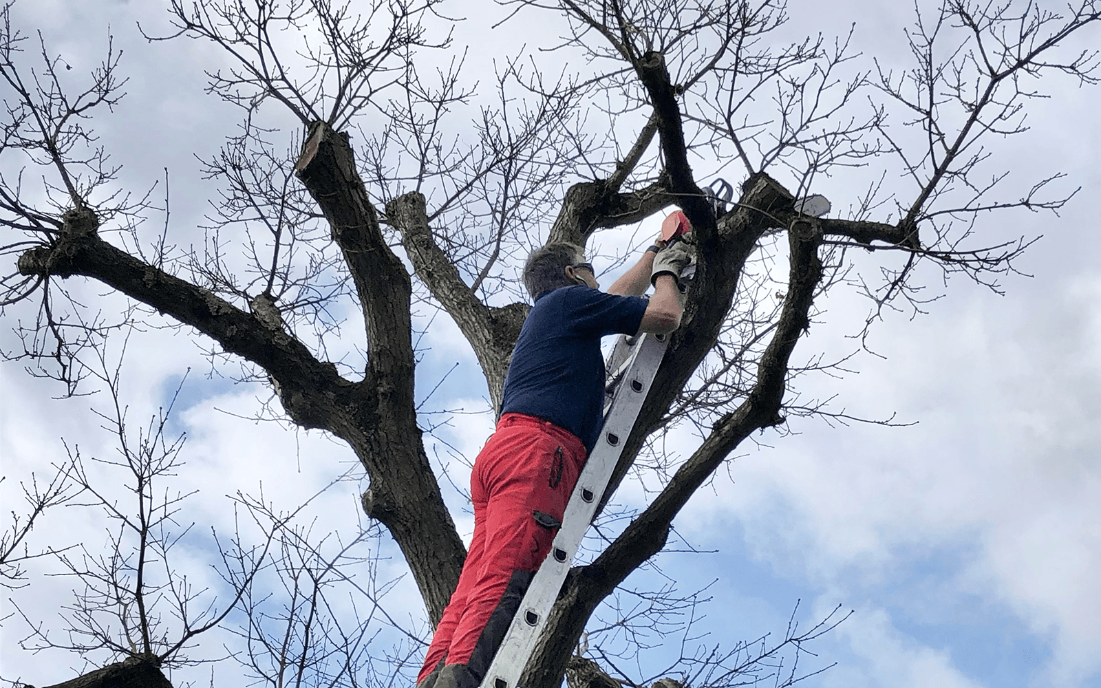 Ace Tree Surgery Work