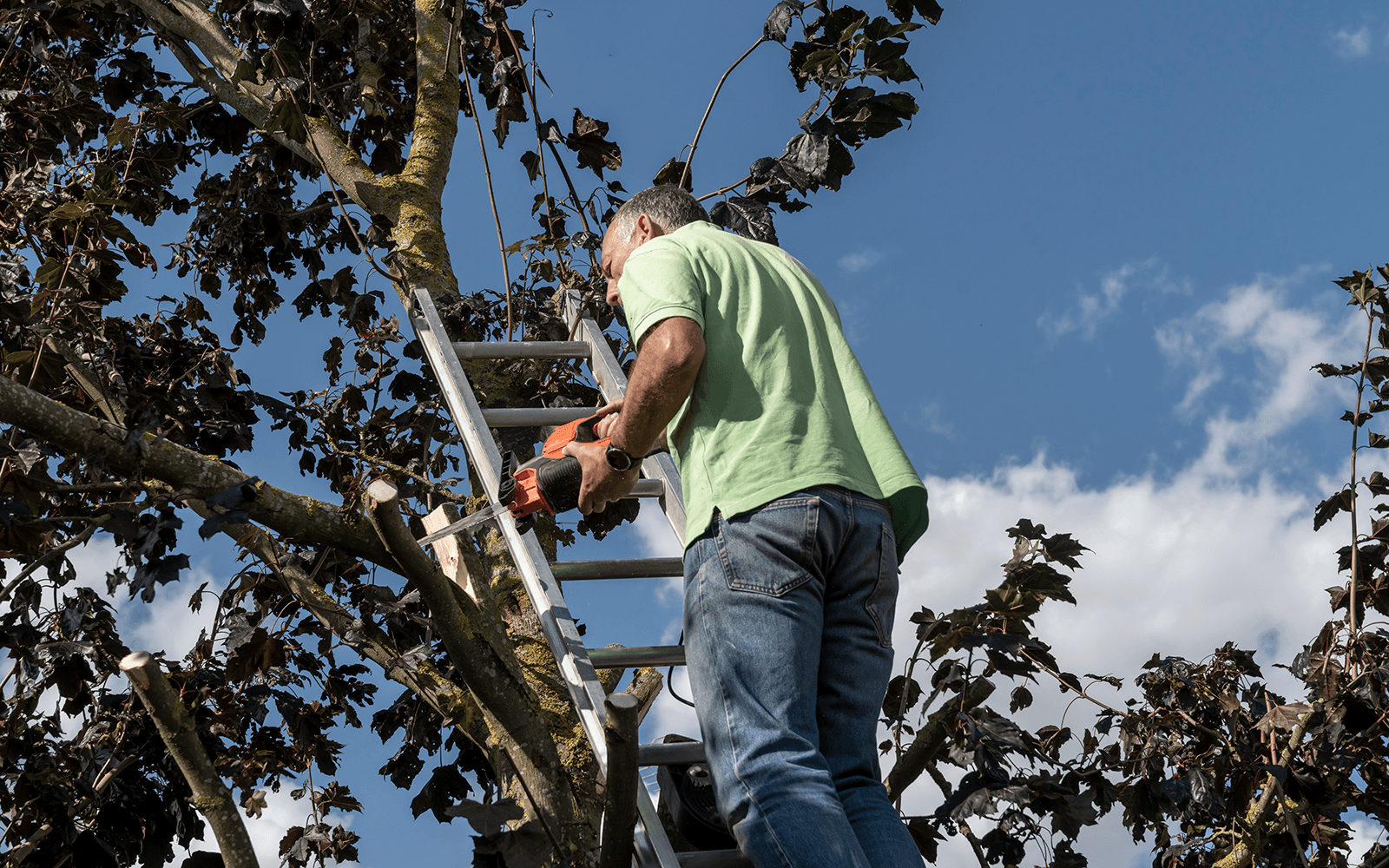Ace Tree Surgery Work