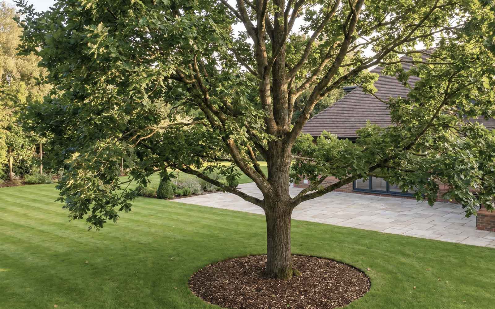 Ace Tree Surgery Work