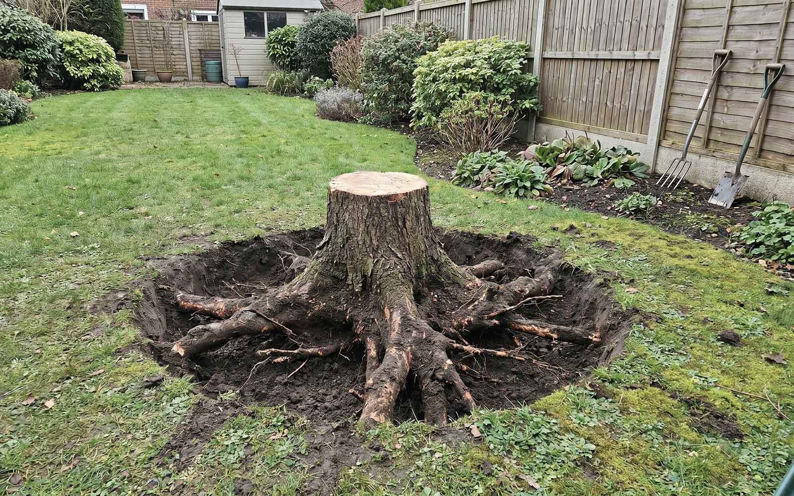 Ace Tree Surgery Work