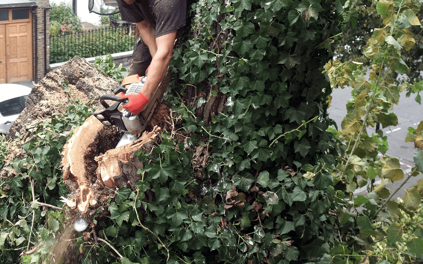 Ace Tree Surgery Work