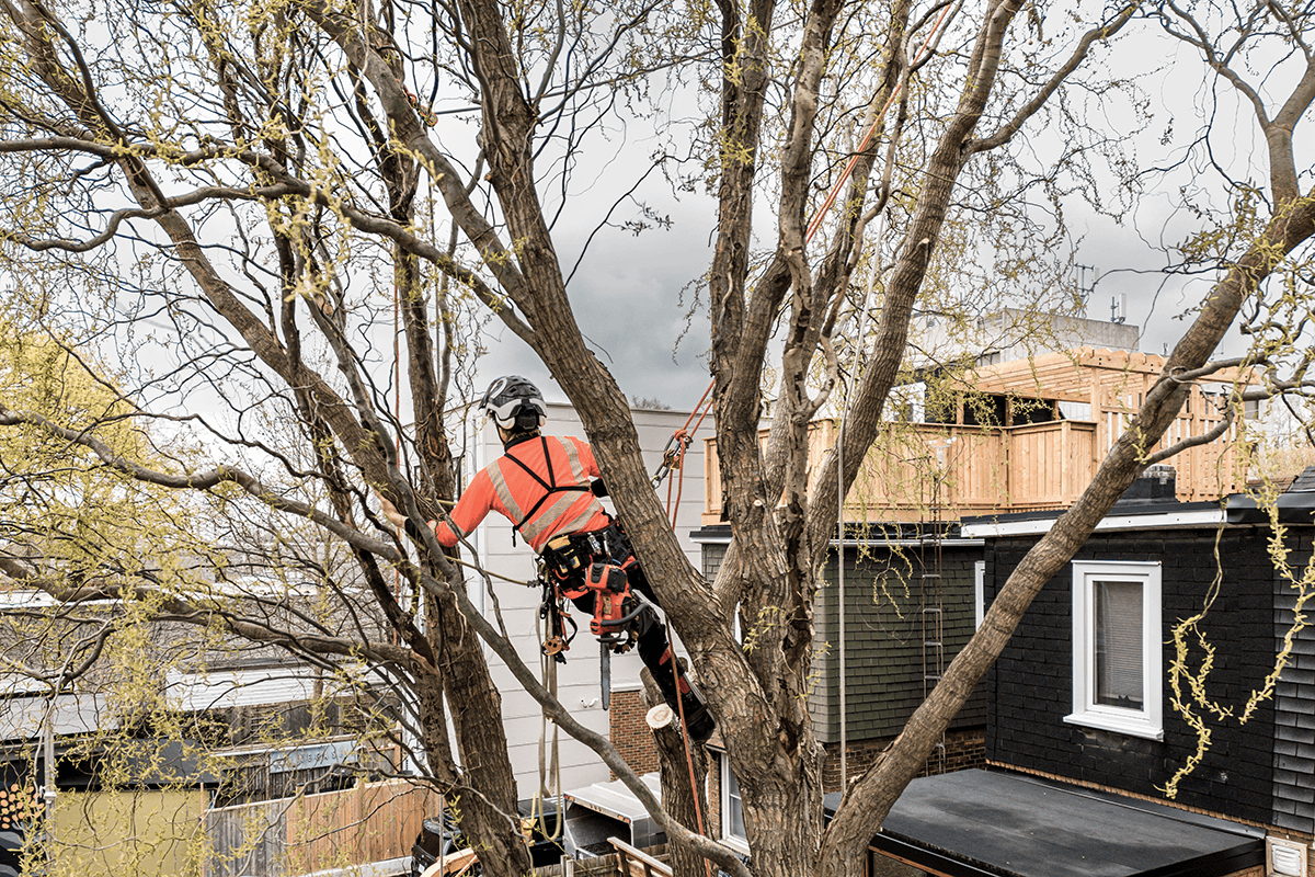 Welcome to Ace Tree Surgery