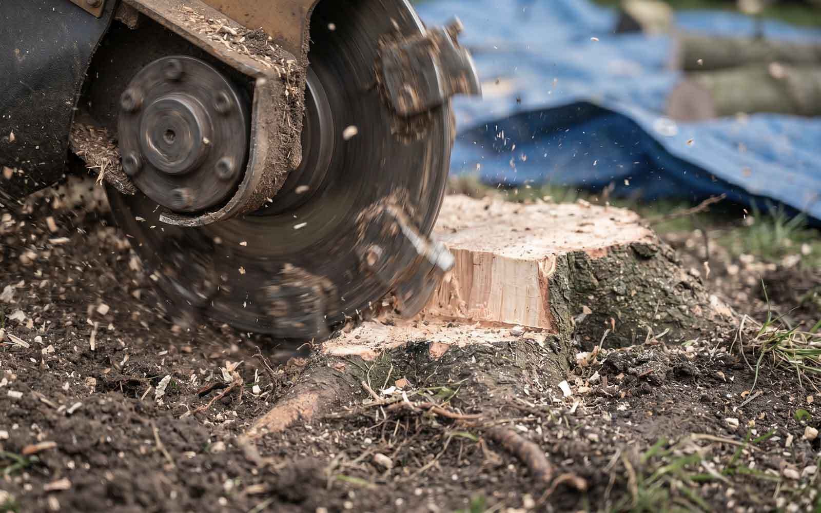 Ace Tree Surgery Work