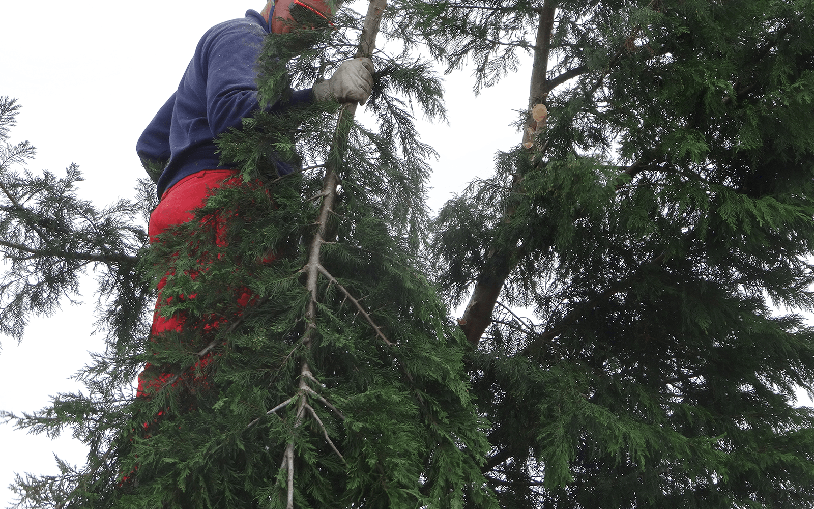 Ace Tree Surgery Work