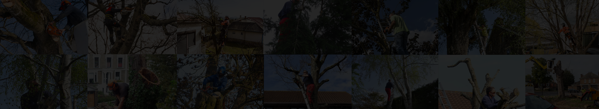 Ace Tree Surgery